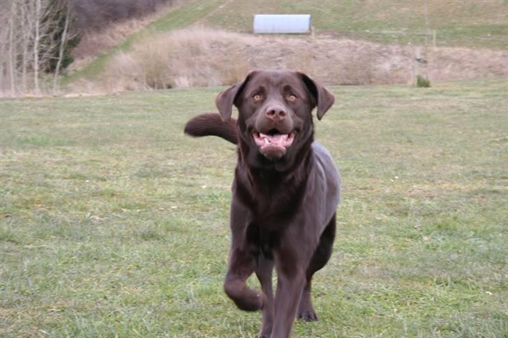 Labrador retriever Malthe - Heey du har bolden.. Kast! 30. marts 2008 billede 14