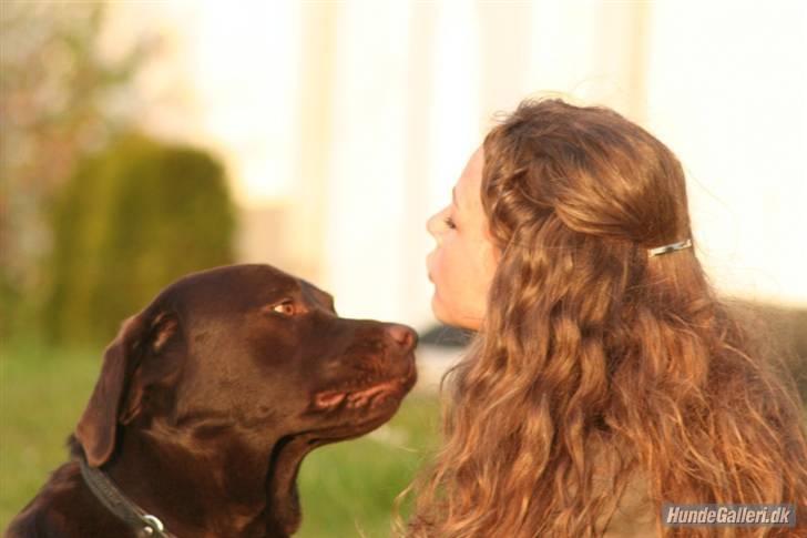 Labrador retriever Malthe - Malthe og jeg d. 15. april 2008. Fotograf: Kristina Outzen billede 15