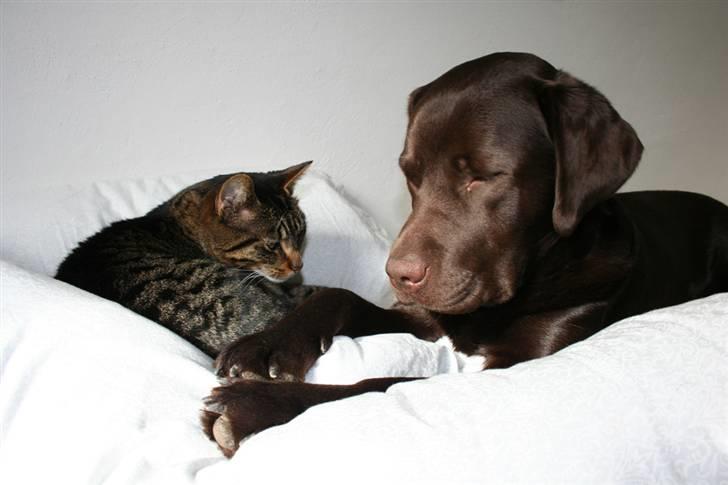 Labrador retriever Malthe - Du har taget min plads Misse, tag lige og smut... 30. marts 2008 billede 16