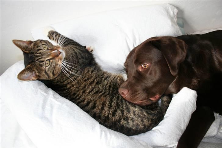 Labrador retriever Malthe - Nå, men så bruger jeg dig bare som hovedpude i stedet... 30. marts 2008 billede 17