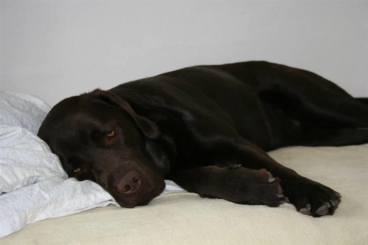 Labrador retriever Malthe - Endelig fik man fred - det er hårdt at være vagthund, gå tur, blive nusset og skulle løbe efter bold... 30. marts 2008 billede 18