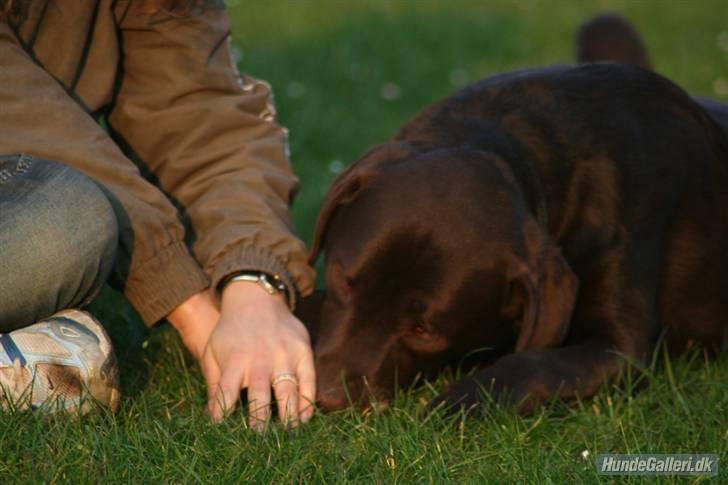 Labrador retriever Malthe - Malthe og jeg lege ´pote-leg´ d. 15. april 2008. Fotograf: Kristina Outzen billede 19