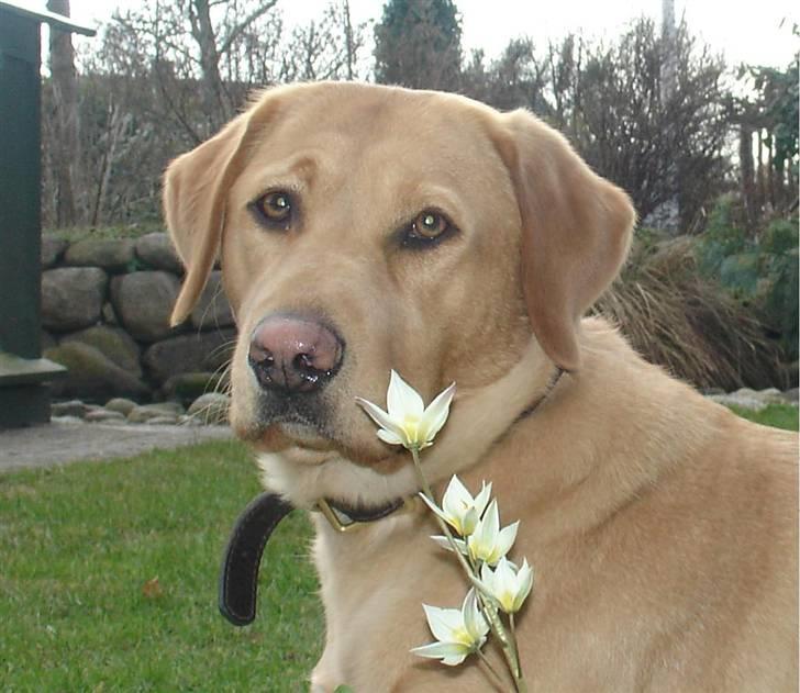 Labrador retriever Tyra - Her et flot "portræt" af Tyra.  billede 1