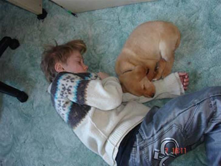 Labrador retriever Tyra - Billedet her er fra 2006 i Januar, hvor vi faldt i søvn billede 2