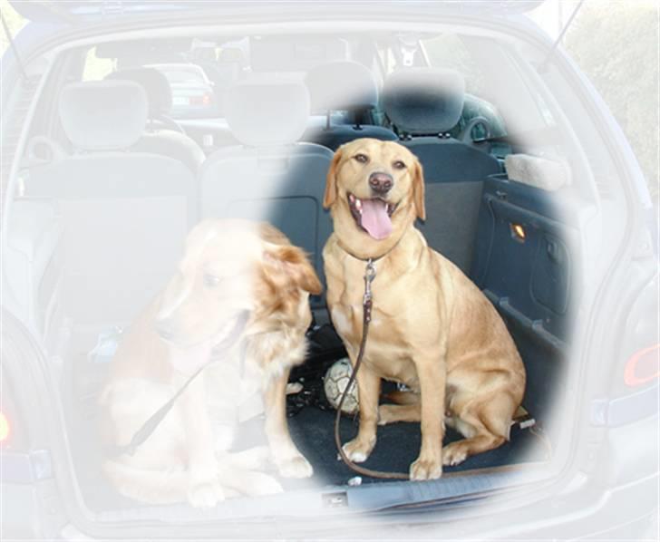 Labrador retriever Tyra - her er vi på vej i hundeskoven, med Tyras bedste ven "Baloo".  billede 3