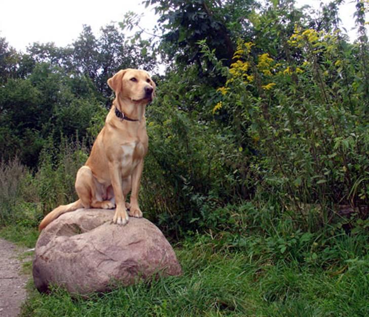 Labrador retriever Tyra - Lige været i næstved hundeskov, hvor hun sidder på en sten billede 4