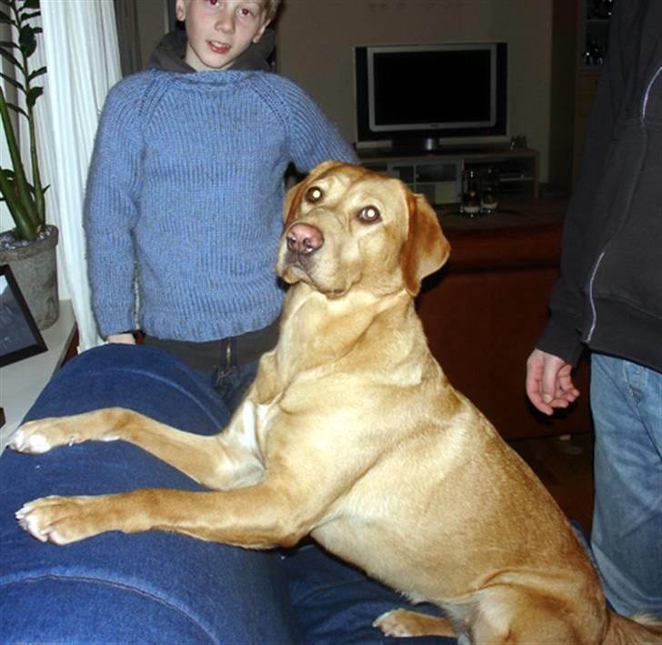 Labrador retriever Tyra - hun elsker at sidde på stolen og kigge ud ad vinduet.  billede 5