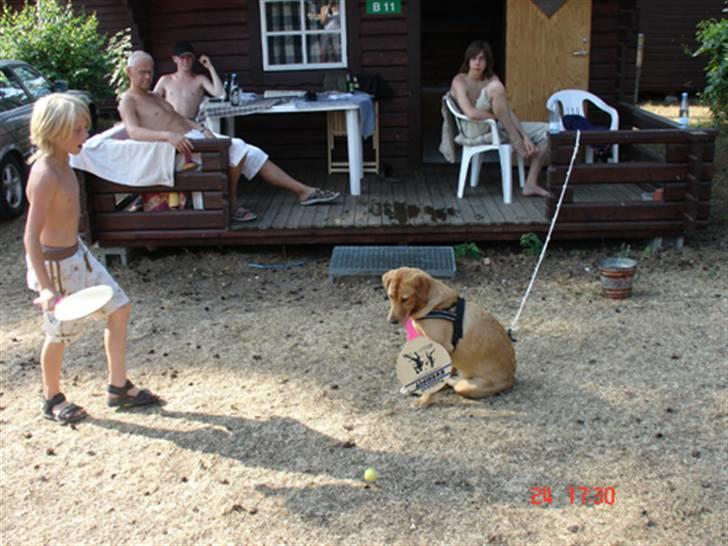 Labrador retriever Tyra - lidt tungt, men vinder alle alligevel. billede 6