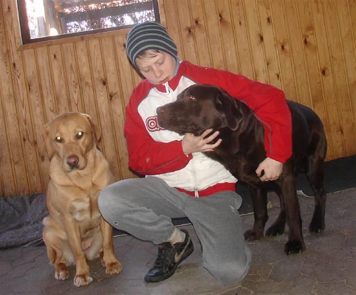 Labrador retriever Tyra - Her er hun med sin "Mand", som vi håber kan lave nogle hvalpe. billede 7