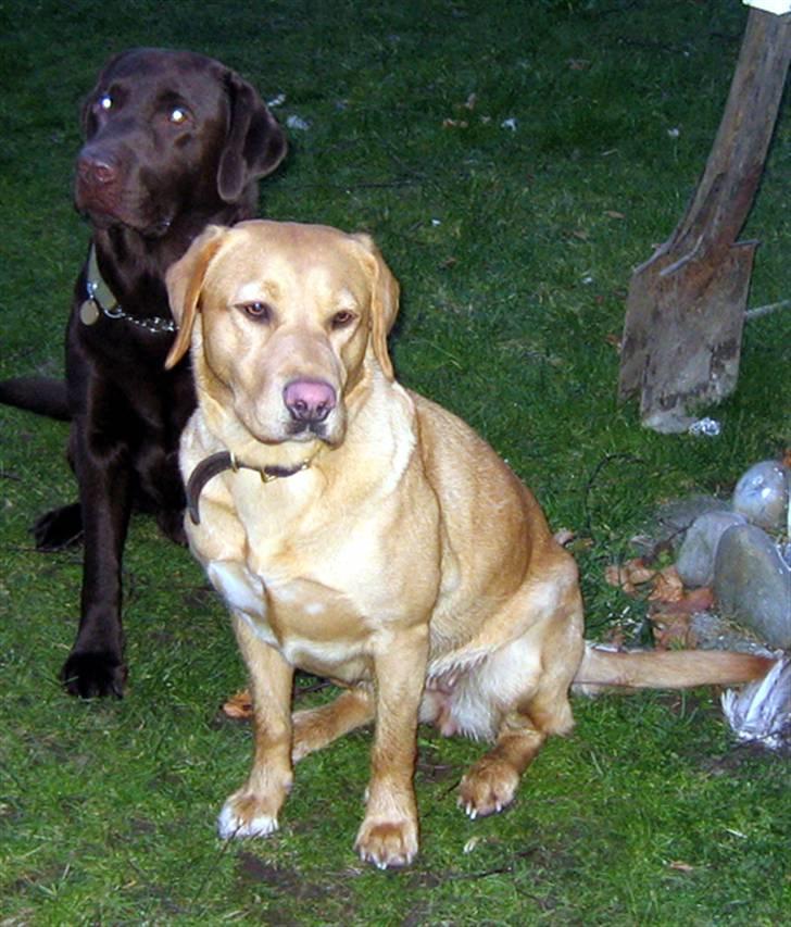 Labrador retriever Tyra - Der er hun igen sammen med sin "Mand" i haven og søge mad. billede 8