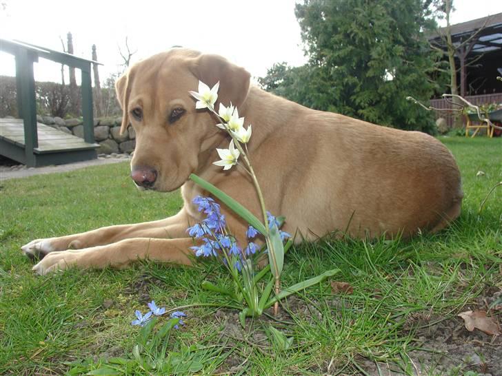 Labrador retriever Tyra - Tyra har det godt i haven og nyder solen billede 9