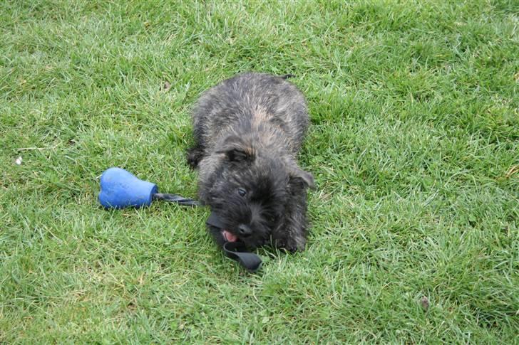 Cairn terrier Sofus - Den her er bare god. billede 1