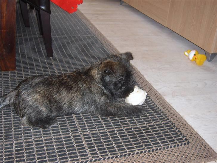 Cairn terrier Sofus billede 2