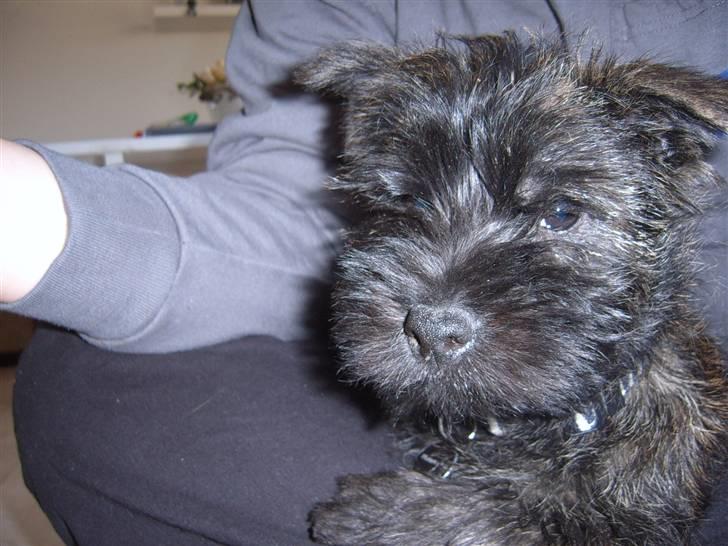 Cairn terrier Sofus - Hey Makker billede 3