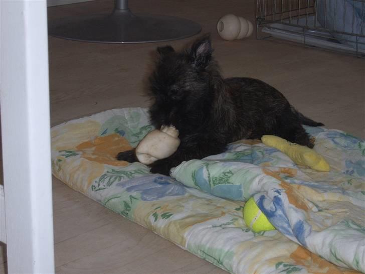 Cairn terrier Sofus - Jeg er bare en charmetrol billede 4