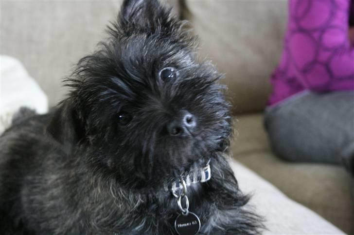 Cairn terrier Sofus - Ville du noget. billede 5