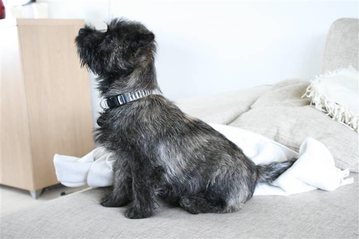 Cairn terrier Sofus - Kom så med den go´bid billede 6