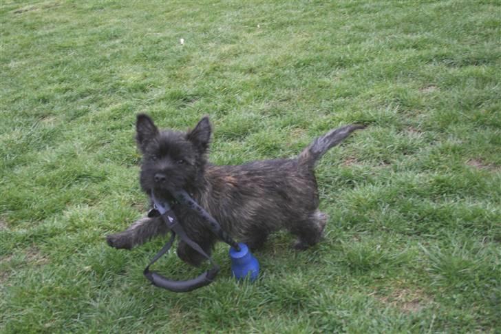 Cairn terrier Sofus - Her kommer jeg! billede 7