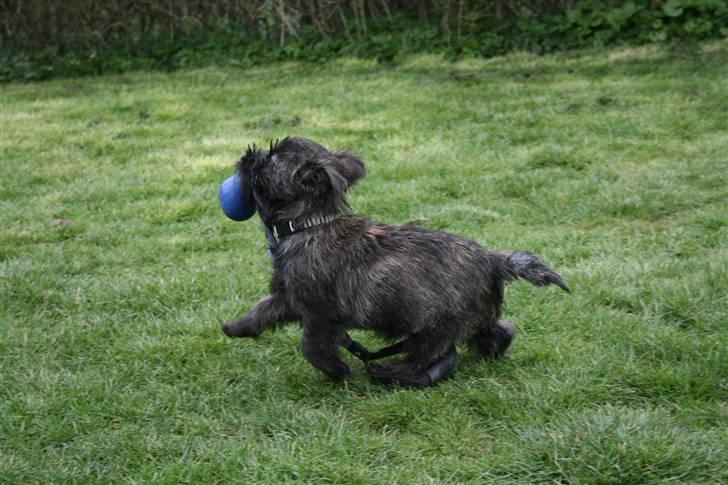 Cairn terrier Sofus - Se hvor stærk jeg er. billede 8