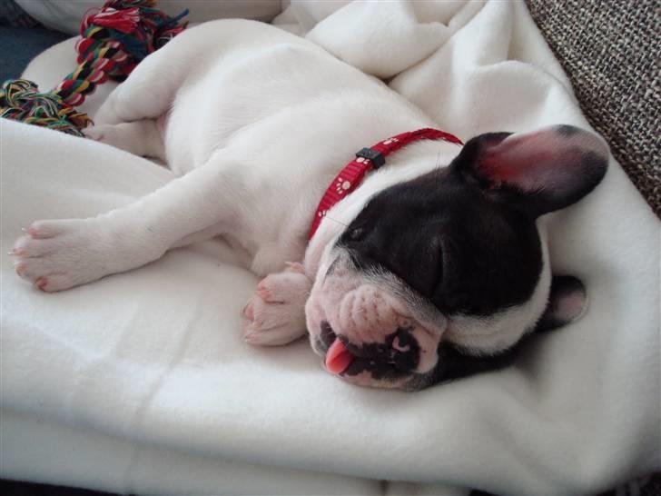 Fransk bulldog Ronja (Bellis) *død* - Jeg sover bedst med tungen ude af munden :) billede 13