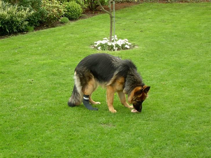 Schæferhund Bonnie  * R.I.P.* - Trøstes med kødben efter operation i foden. billede 4