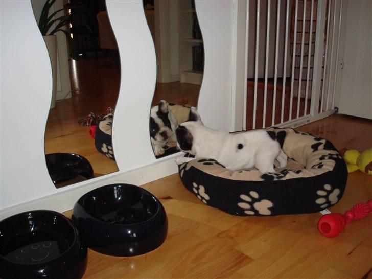 Fransk bulldog Ronja (Bellis) *død* - Åh nej, en farlig hund i spejlet! billede 14