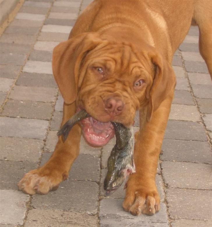 Dogue de bordeaux  Junker R.I.P.  22/12-09  - uhm fisk er lækkert billede 6
