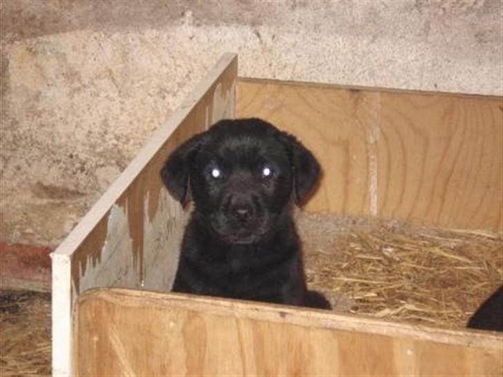 Labrador retriever sofus billede 1