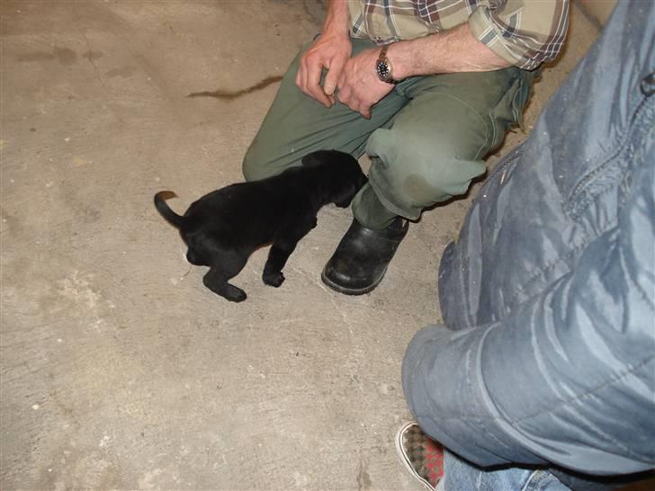 Labrador retriever sofus billede 2