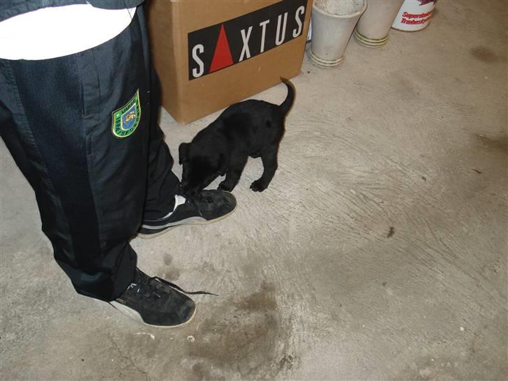 Labrador retriever sofus billede 3