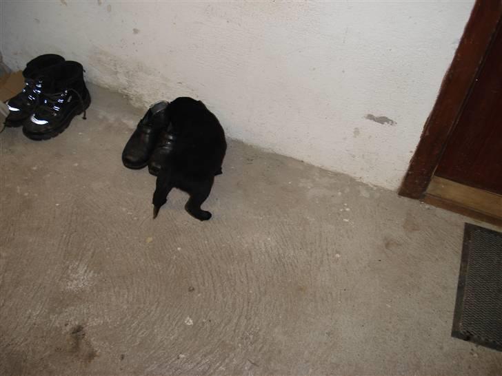 Labrador retriever sofus billede 4