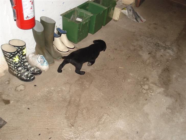 Labrador retriever sofus billede 5