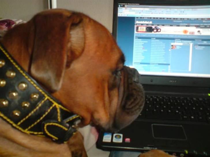 Boxer Champion Chiko - han sidder li´ og kigger om der er nogen smukke damer... billede 16