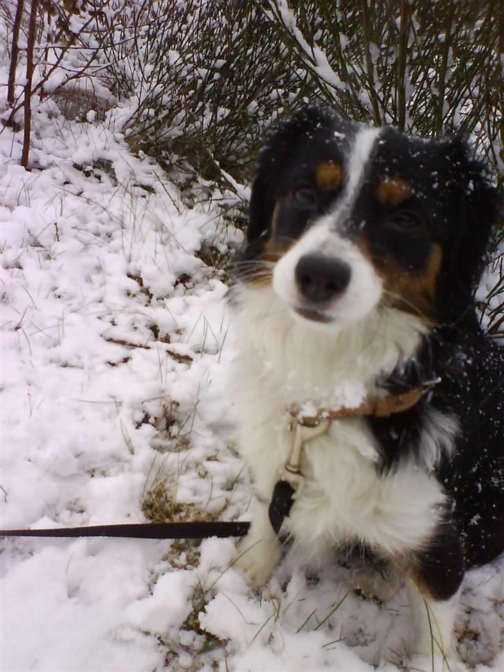 Blanding af racer Ludo billede 8