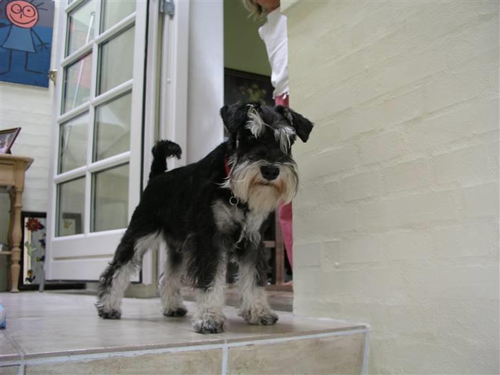 Dvaergschnauzer MOLLIE<3<3 - Velkommen til min side billede 1