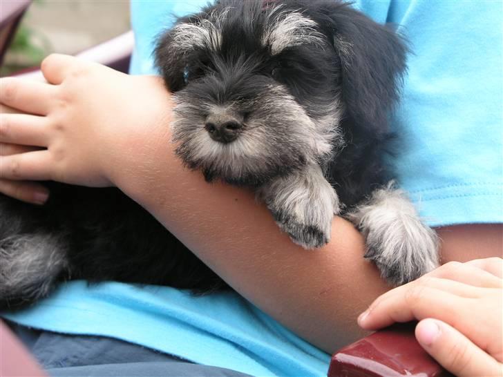 Dvaergschnauzer MOLLIE<3<3 - 8 uger gammel - klar til afrejse billede 2