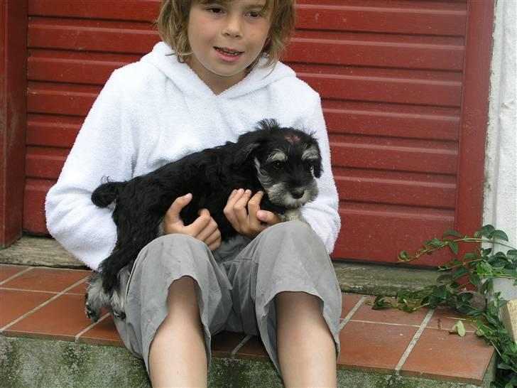 Dvaergschnauzer MOLLIE<3<3 - Her er Laura og jeg billede 3