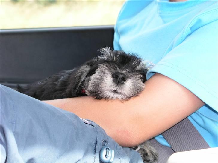 Dvaergschnauzer MOLLIE<3<3 - En lang rejse kræver en middagslur billede 4