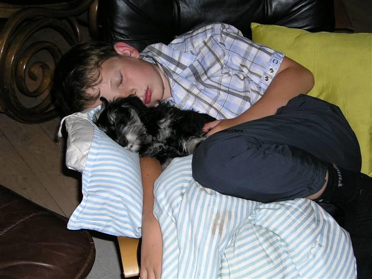 Dvaergschnauzer MOLLIE<3<3 - zzzzzzzzz billede 5