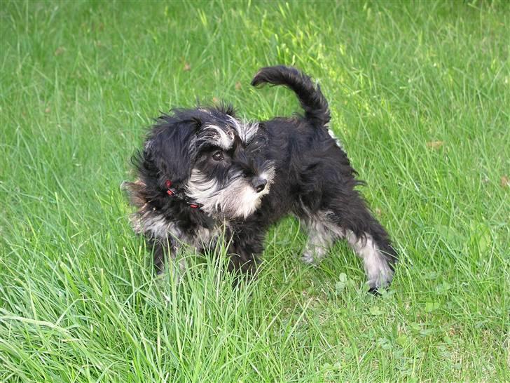 Dvaergschnauzer MOLLIE<3<3 - På opdagelse i de nye omgivelser billede 6