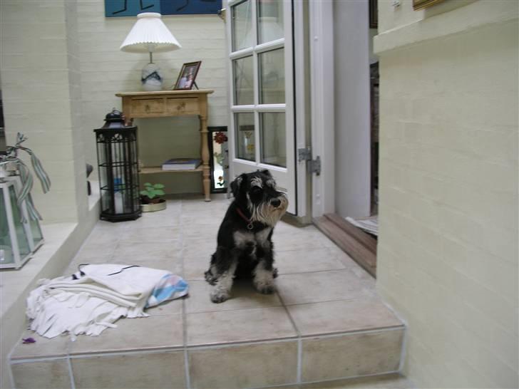 Dvaergschnauzer MOLLIE<3<3 - Trimning er ikke min favorit billede 7