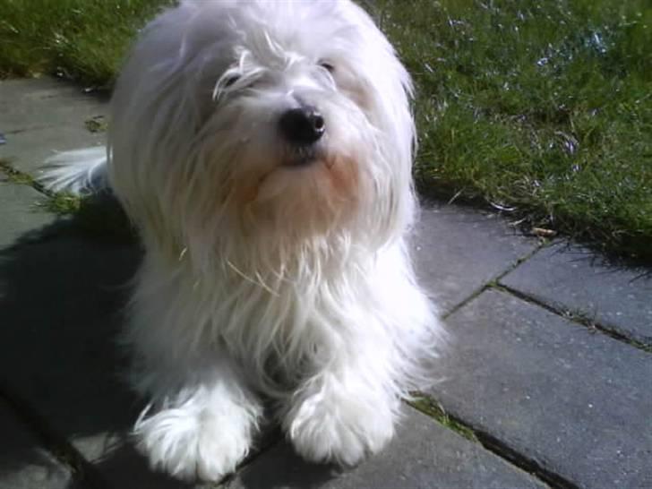Coton de tulear '.noah.' - han lå lige og sov indtil jeg kom billede 1