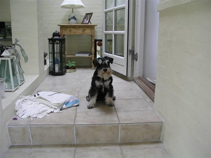 Dvaergschnauzer MOLLIE<3<3 - Jeg stiller gerne op til fotos billede 8