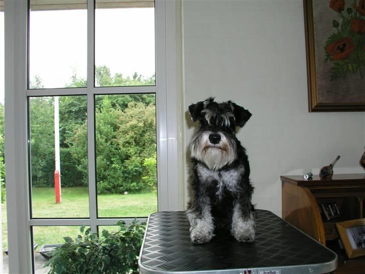 Dvaergschnauzer MOLLIE<3<3 - Trimning igen - kun hvis du har godbidder med! billede 9