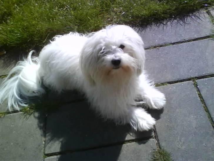 Coton de tulear '.noah.' billede 2