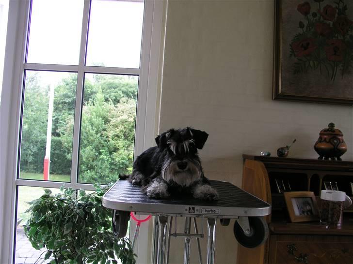 Dvaergschnauzer MOLLIE<3<3 - Måske skulle jeg tage mig en lur! billede 10