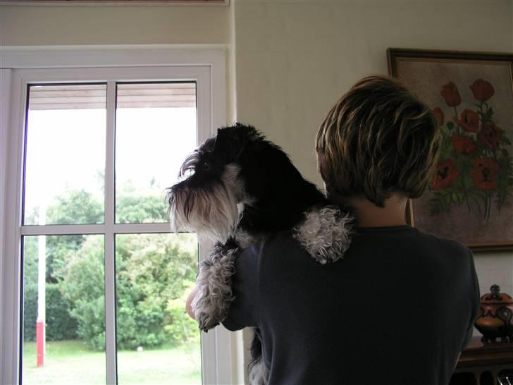 Dvaergschnauzer MOLLIE<3<3 - Hov, er de frække fugle nu i haven igen... billede 11