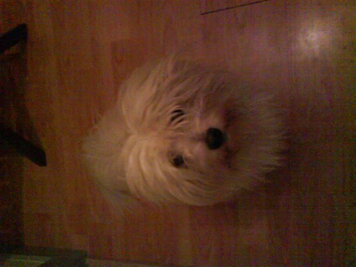 Coton de tulear '.noah.' billede 3