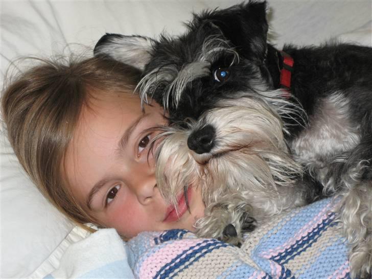 Dvaergschnauzer MOLLIE<3<3 - Her ligger jeg godt billede 12