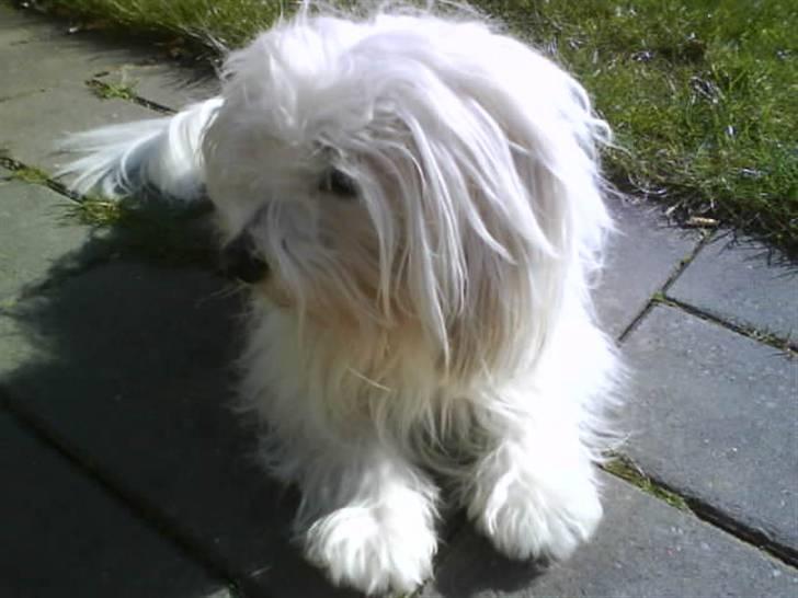 Coton de tulear '.noah.' billede 4